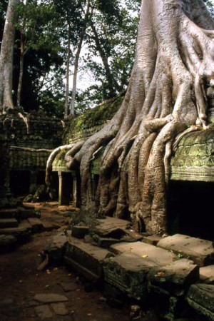 Angkor - Ta Prohm